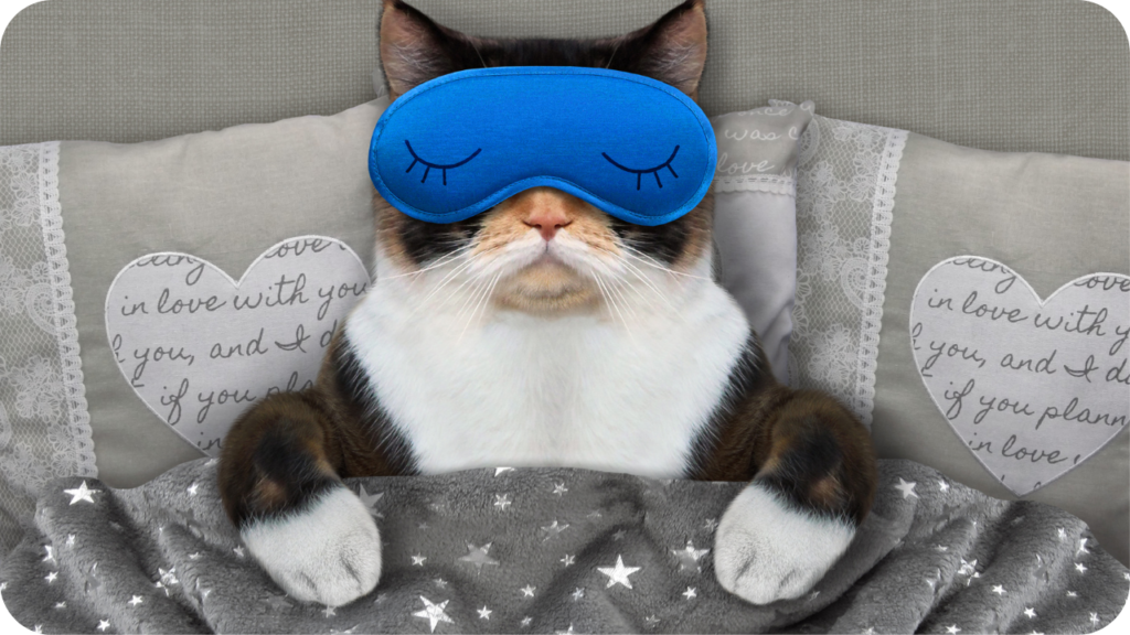 pihentető alvás pihenés regenerálódás cica
